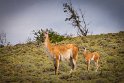 104 Torres Del Paine, guanaco